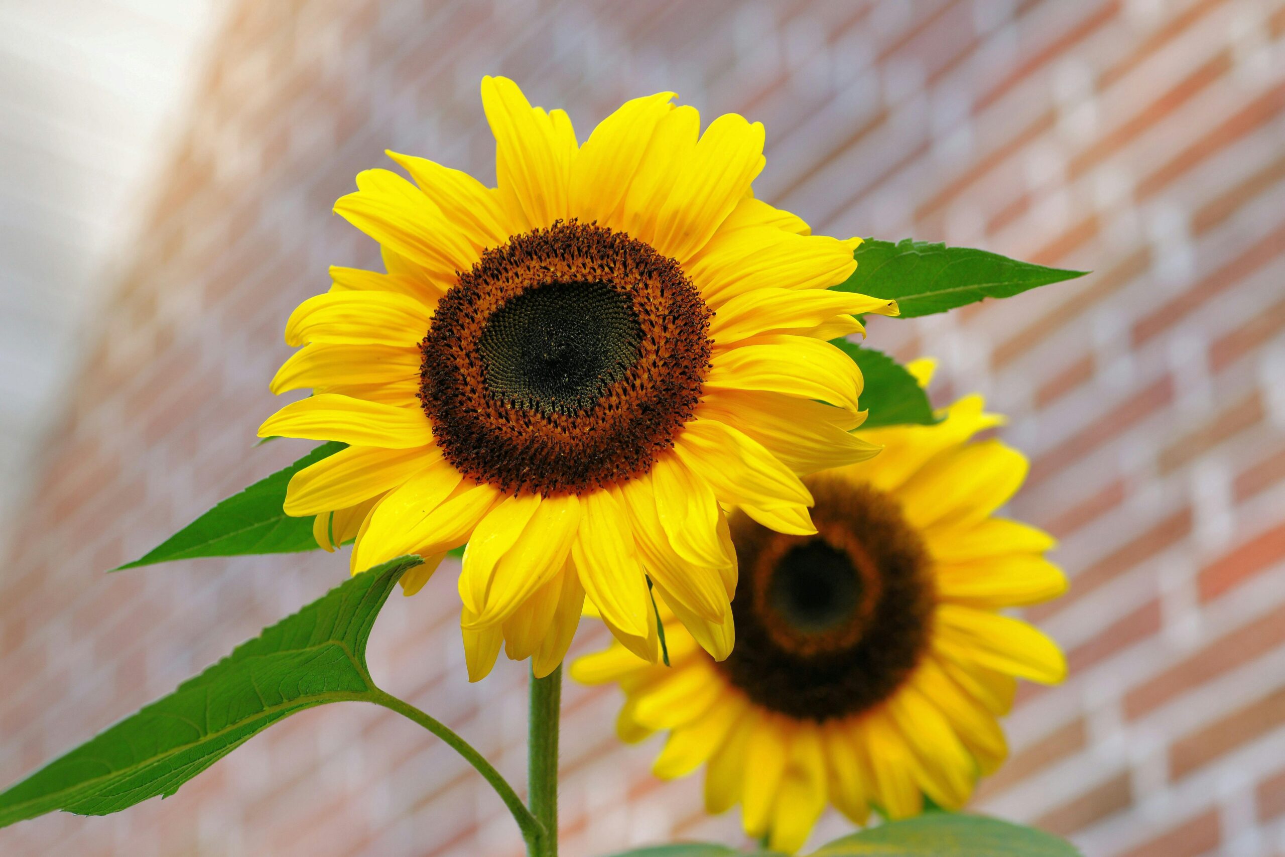 Vivid yellow sunflowers with green leaves in front of a blurred brick wall.